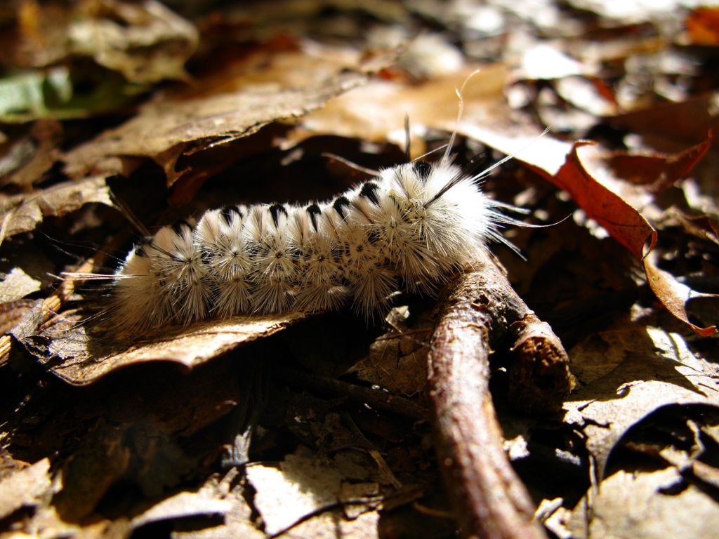 Caterpillar Macro for 1024 x 768 resolution