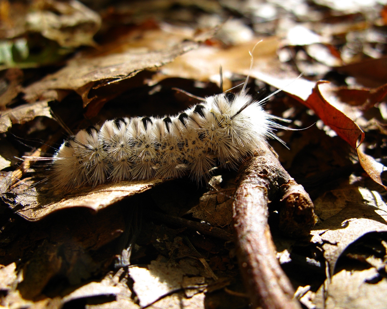 Caterpillar Macro for 1280 x 1024 resolution