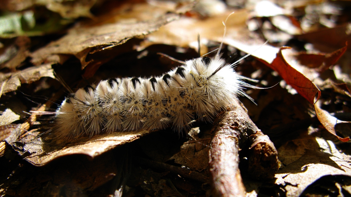 Caterpillar Macro for 1366 x 768 HDTV resolution