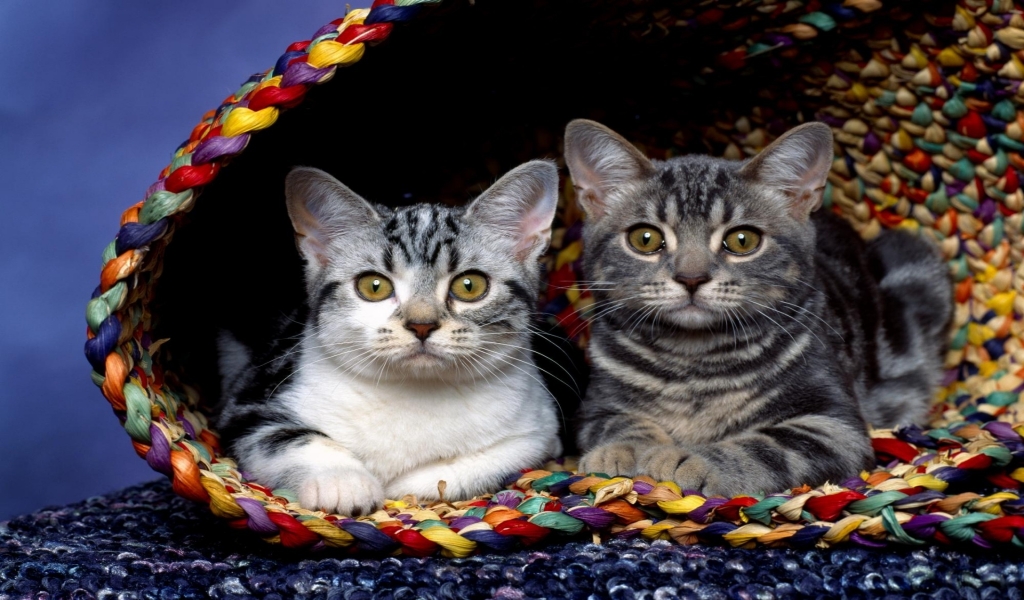 Cats in basket for 1024 x 600 widescreen resolution