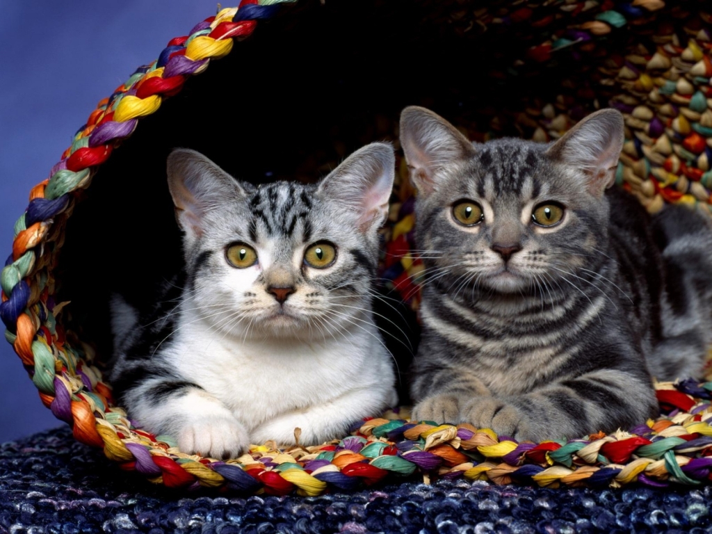 Cats in basket for 1024 x 768 resolution