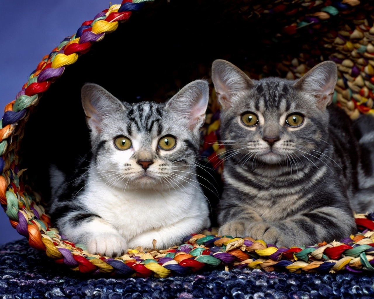 Cats in basket for 1280 x 1024 resolution