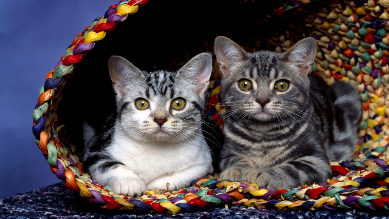Cats in basket for 1280 x 720 HDTV 720p resolution