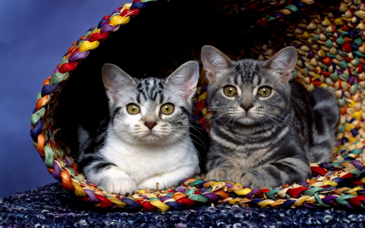 Cats in basket for 1280 x 800 widescreen resolution