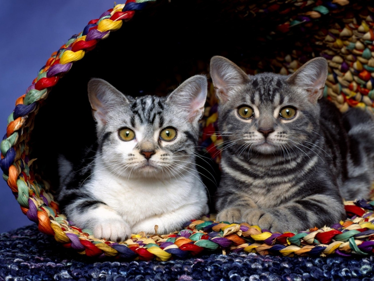 Cats in basket for 1280 x 960 resolution