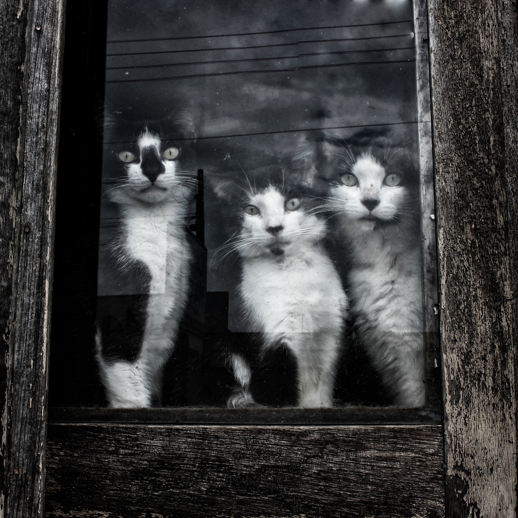 Cats Sitting at Window for 1024 x 1024 iPad resolution