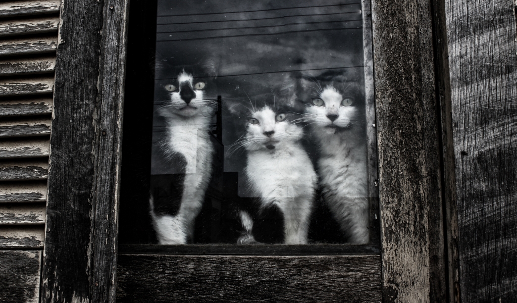 Cats Sitting at Window for 1024 x 600 widescreen resolution