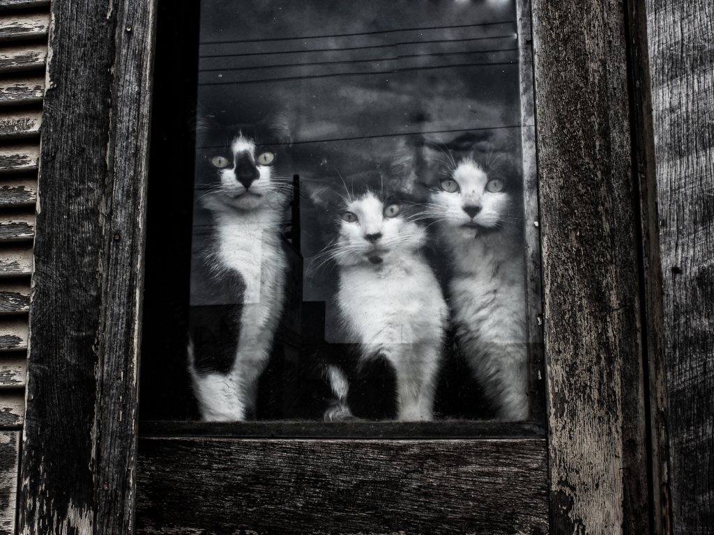 Cats Sitting at Window for 1024 x 768 resolution