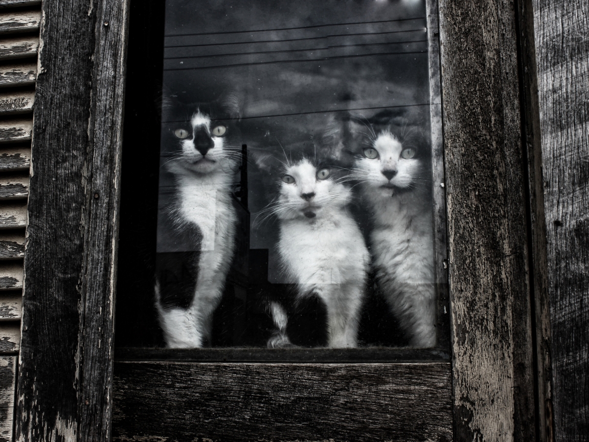 Cats Sitting at Window for 1152 x 864 resolution