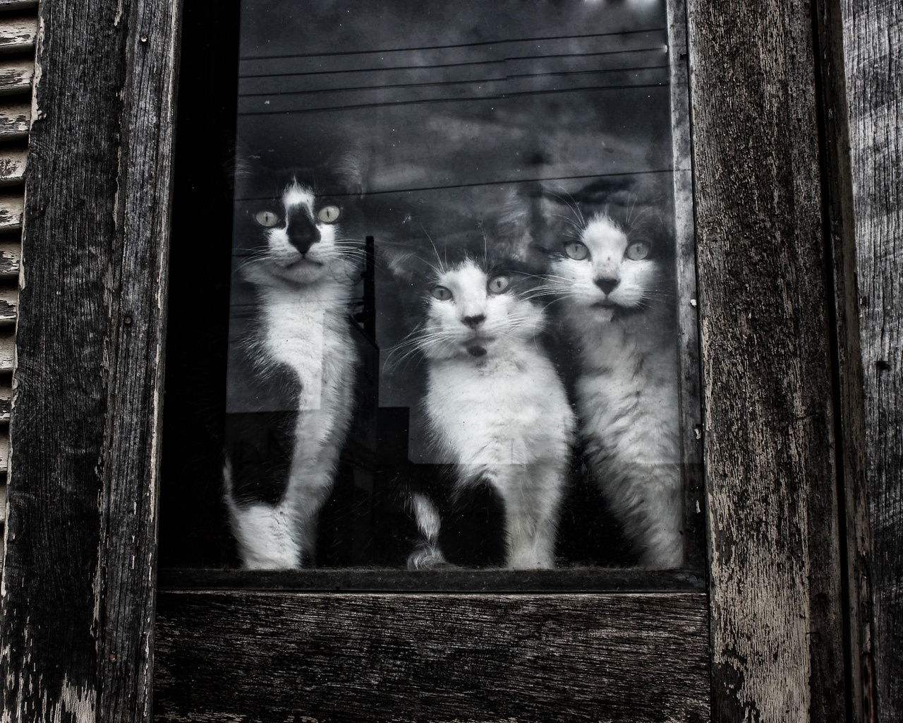Cats Sitting at Window for 1280 x 1024 resolution