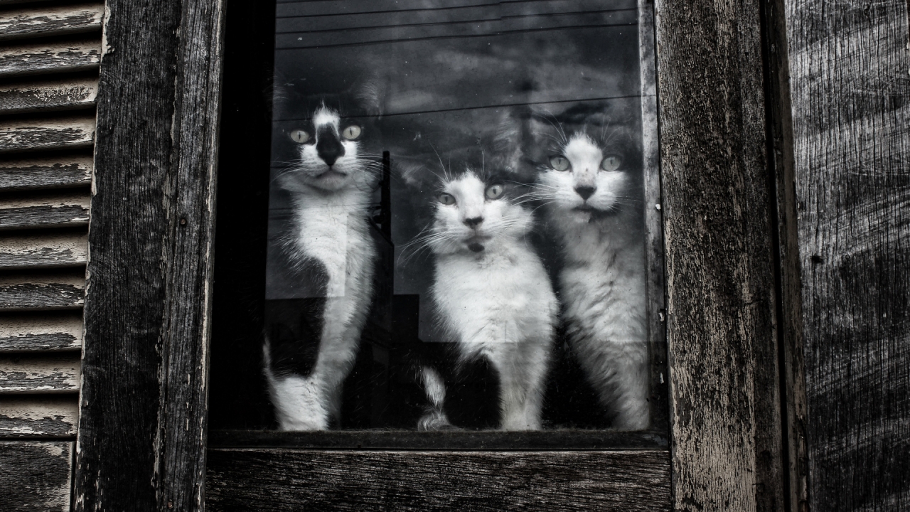 Cats Sitting at Window for 1280 x 720 HDTV 720p resolution