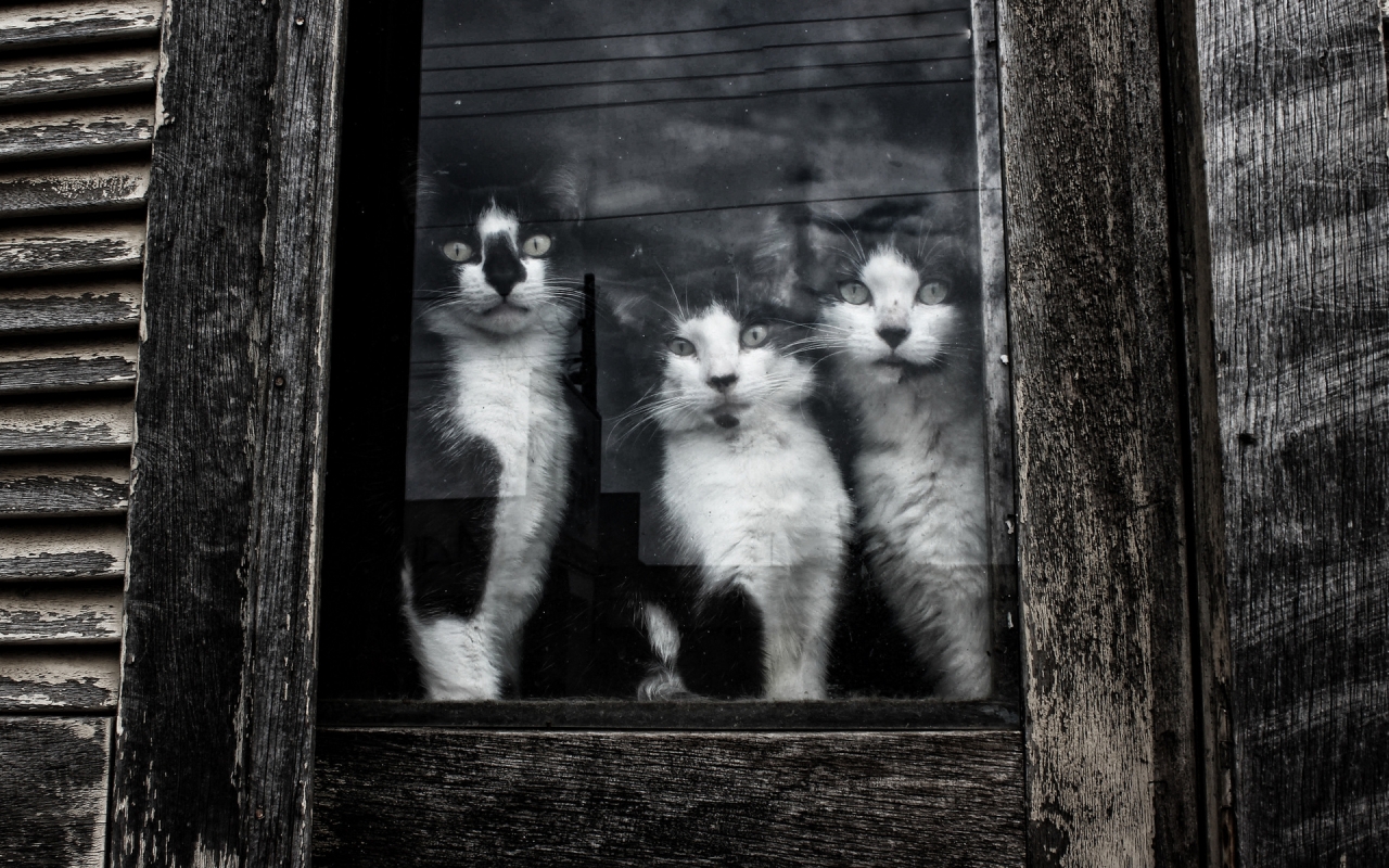 Cats Sitting at Window for 1280 x 800 widescreen resolution