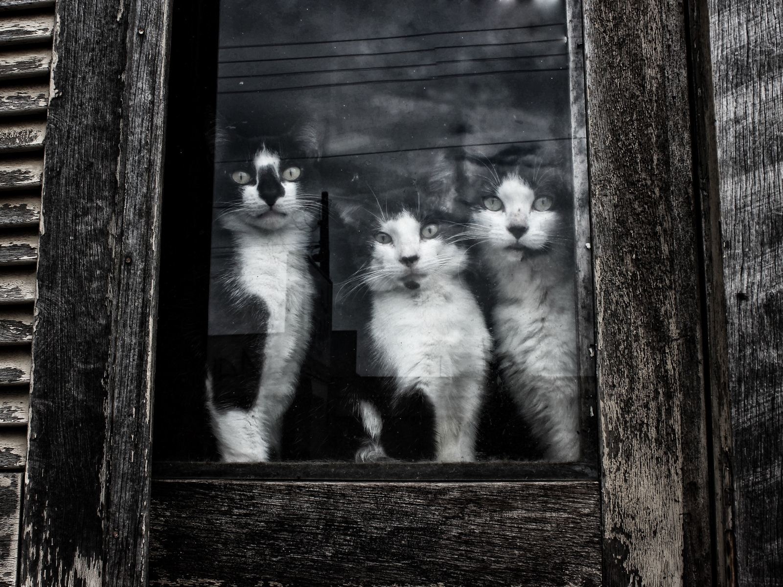 Cats Sitting at Window for 1600 x 1200 resolution