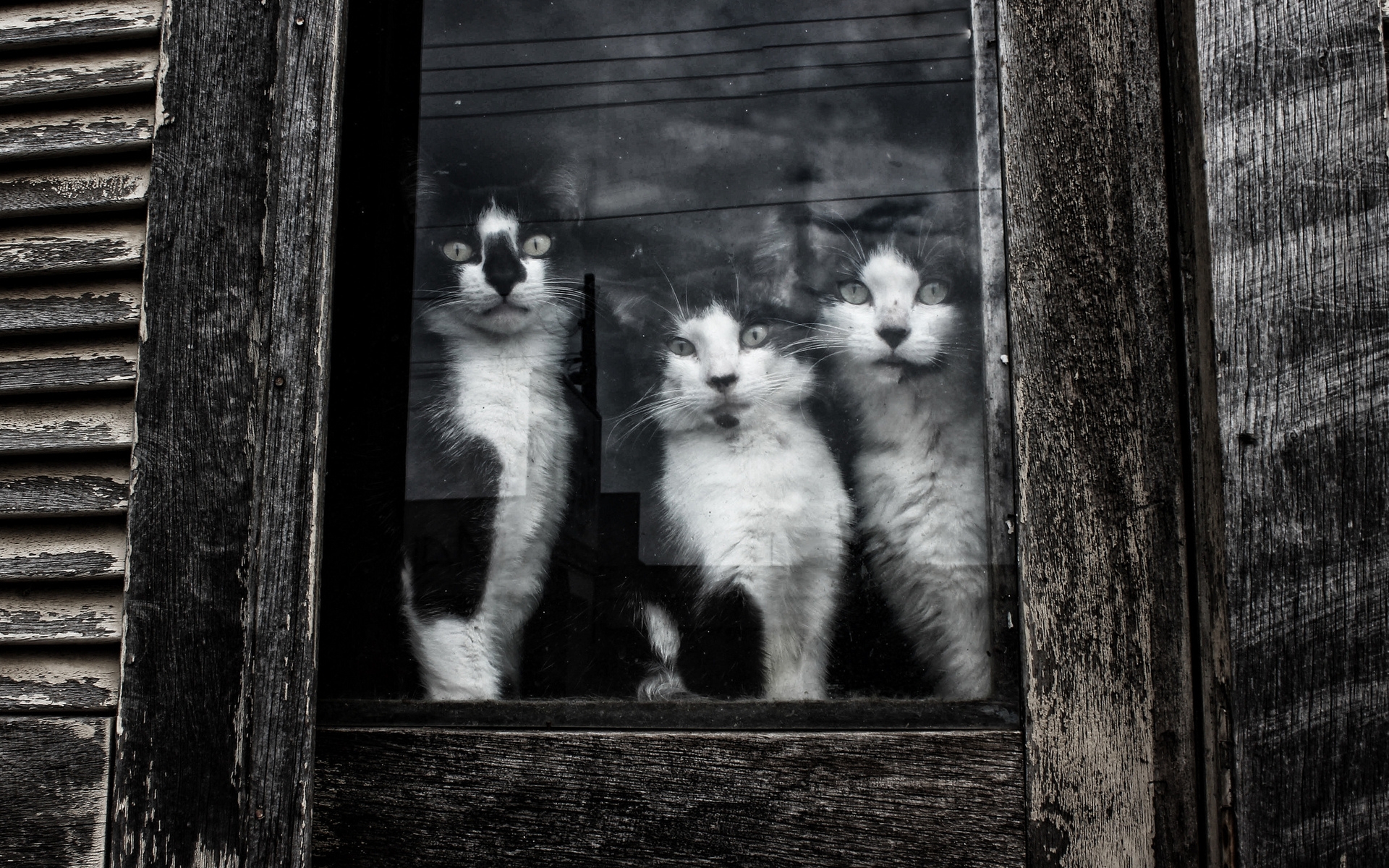 Cats Sitting at Window for 1920 x 1200 widescreen resolution