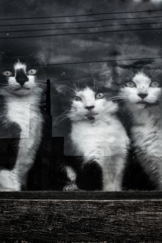 Cats Sitting at Window for 320 x 480 iPhone resolution