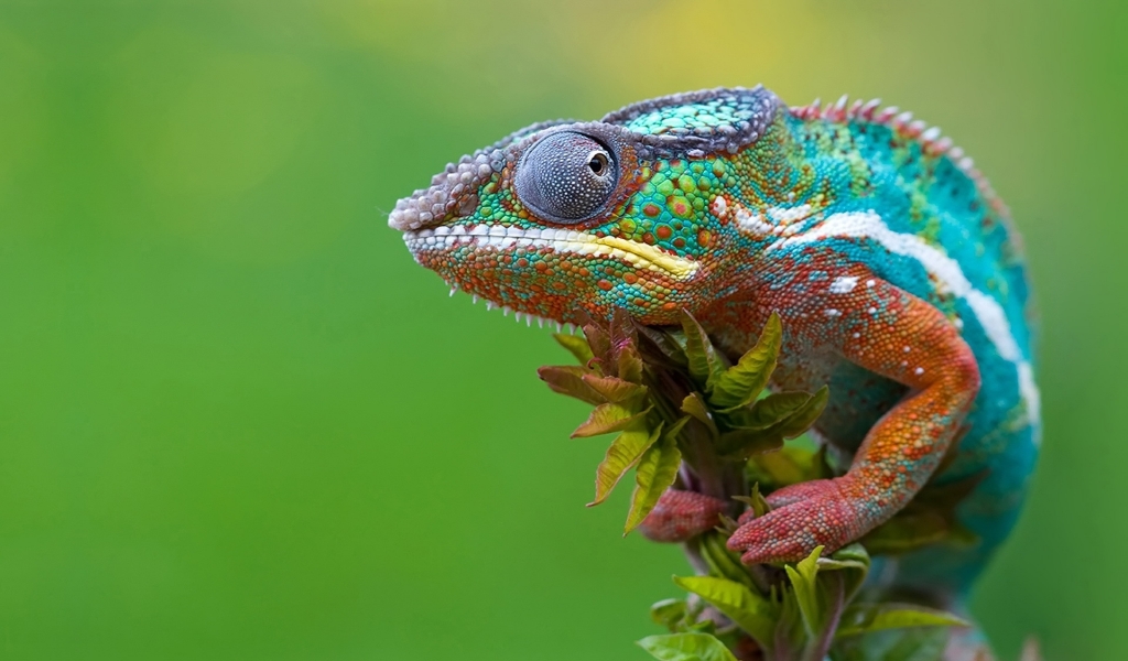 Chameleon Camouflage for 1024 x 600 widescreen resolution