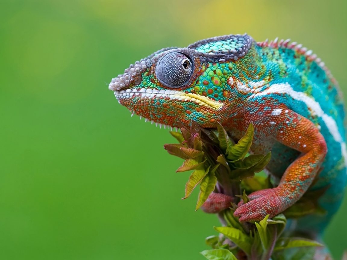 Chameleon Camouflage for 1152 x 864 resolution