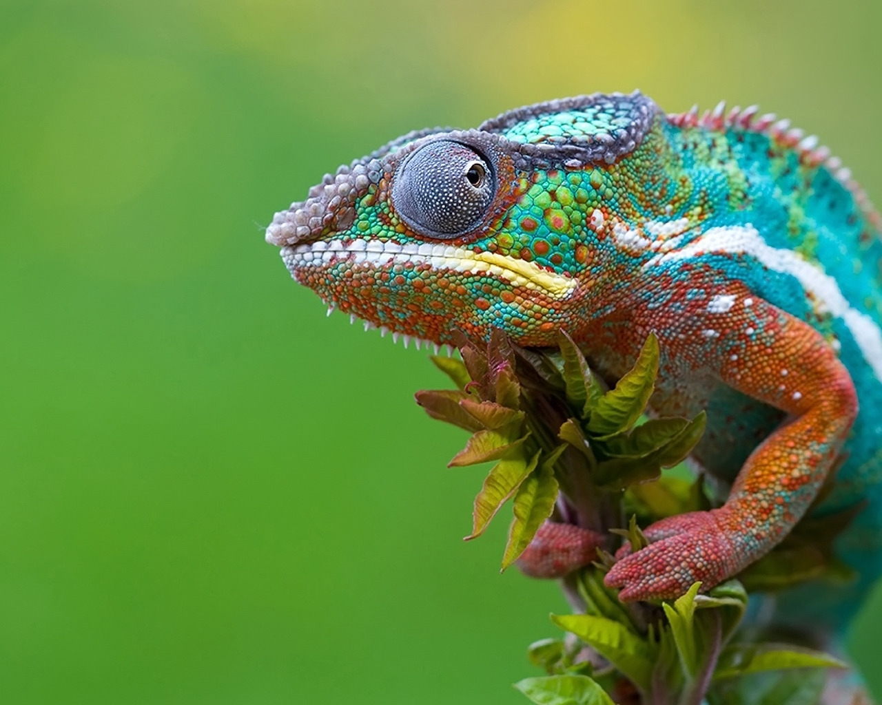 Chameleon Camouflage for 1280 x 1024 resolution