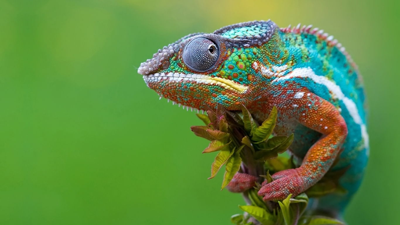 Chameleon Camouflage for 1366 x 768 HDTV resolution