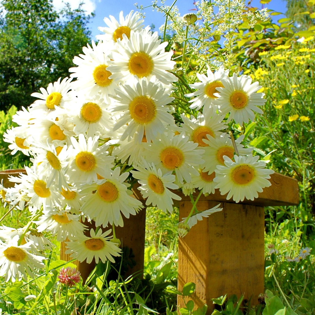 Chamomile Bouquet for 1024 x 1024 iPad resolution