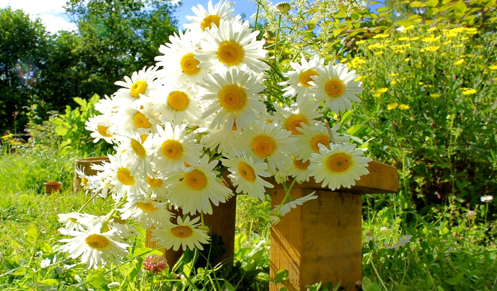 Chamomile Bouquet for 1024 x 600 widescreen resolution