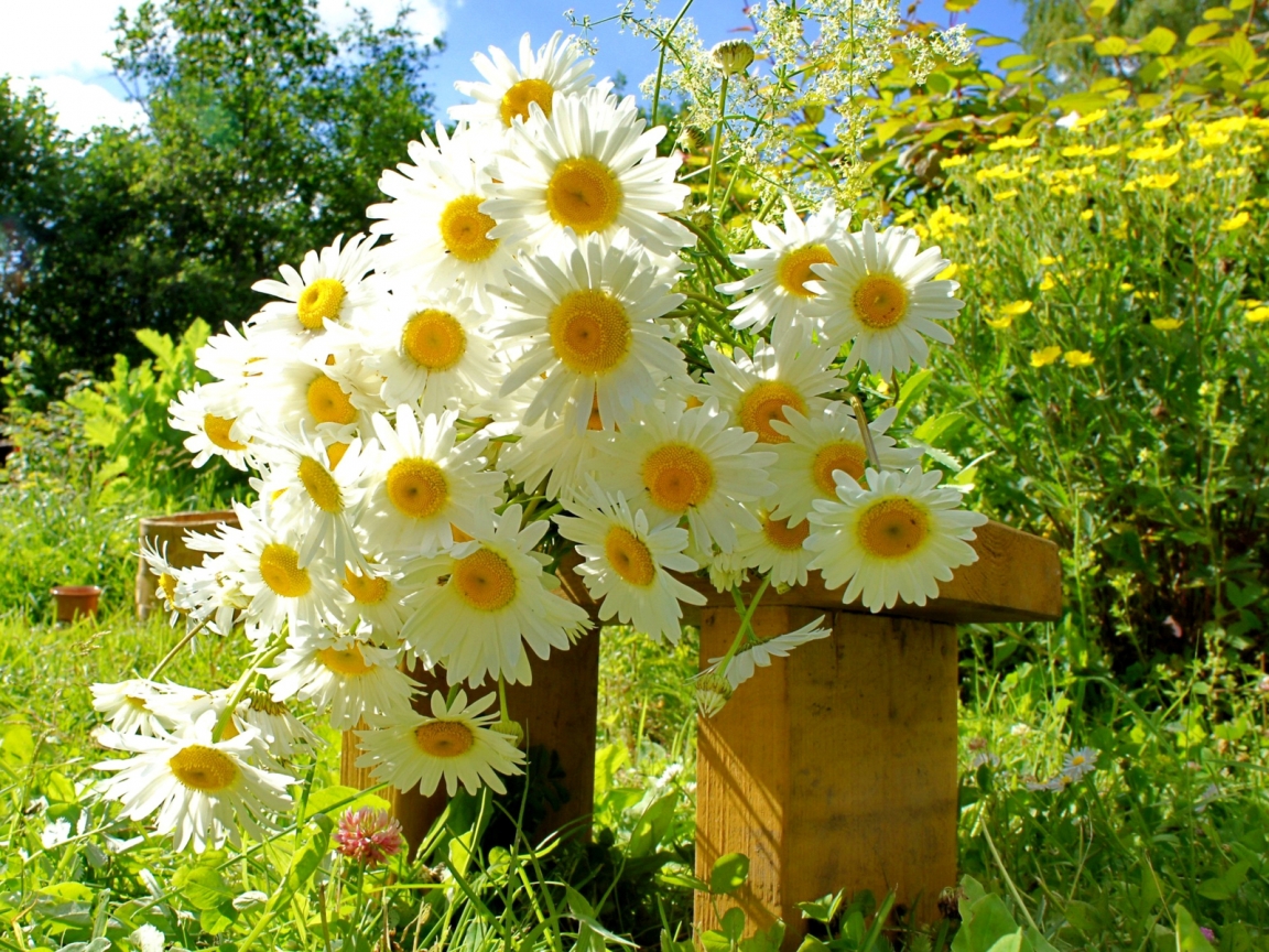 Chamomile Bouquet for 1152 x 864 resolution