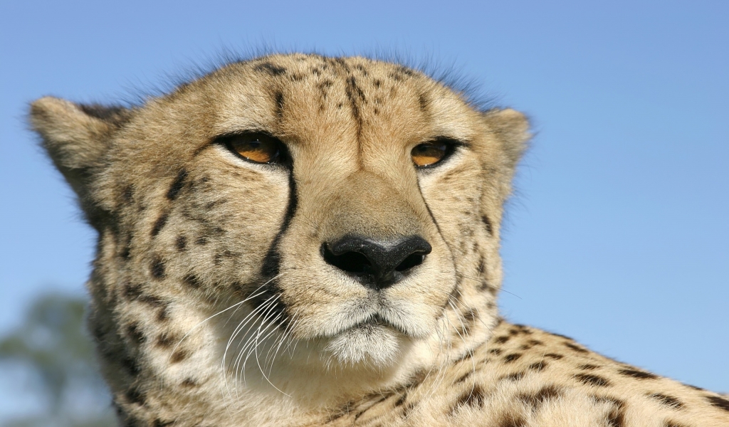 Cheetah for 1024 x 600 widescreen resolution
