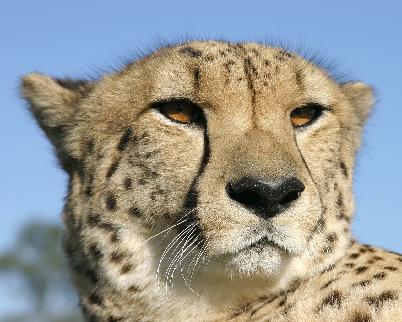 Cheetah for 1280 x 1024 resolution