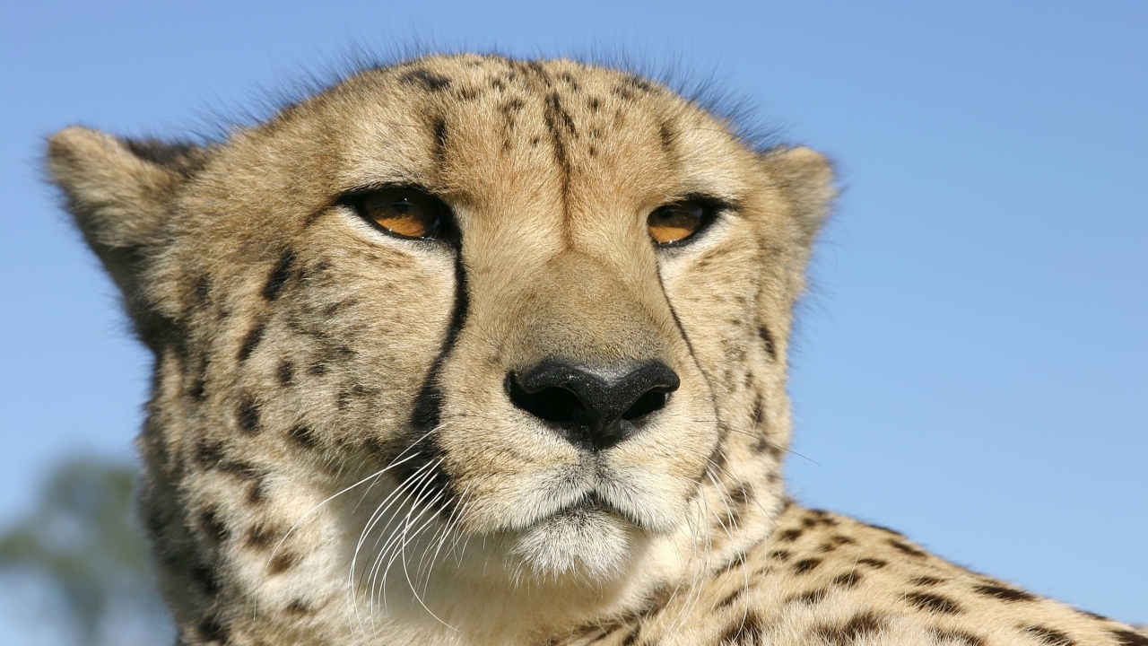 Cheetah for 1280 x 720 HDTV 720p resolution