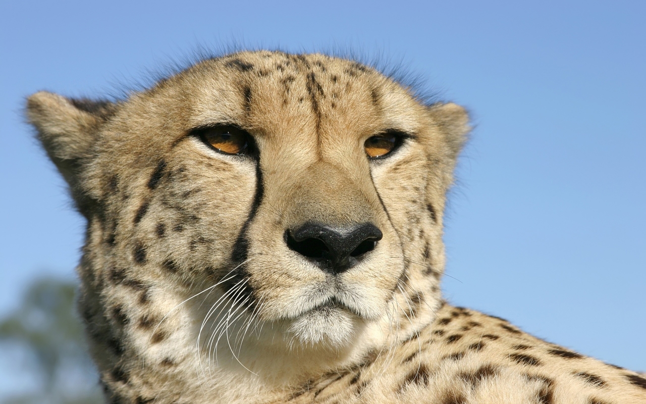 Cheetah for 1280 x 800 widescreen resolution
