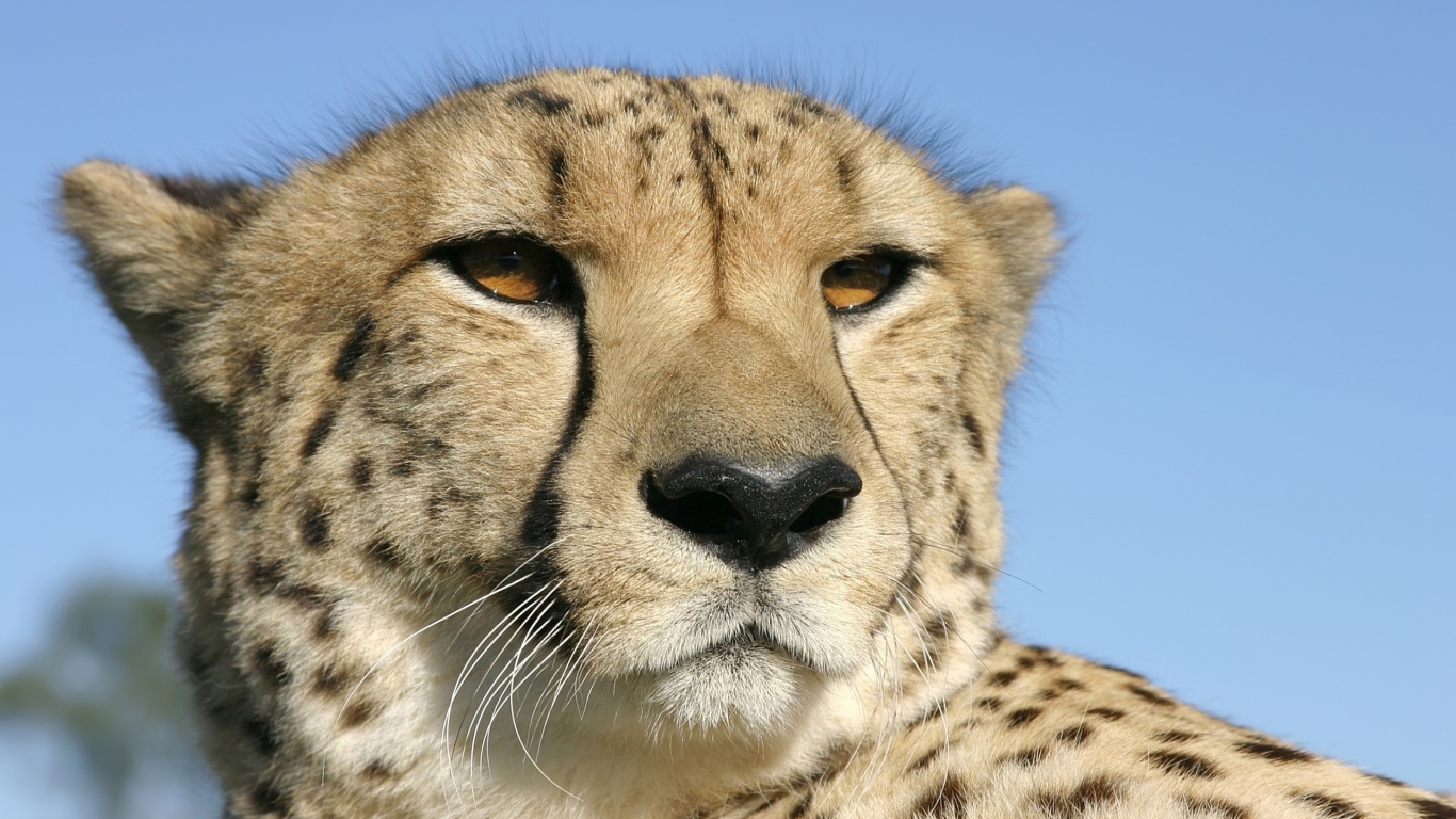 Cheetah for 1366 x 768 HDTV resolution