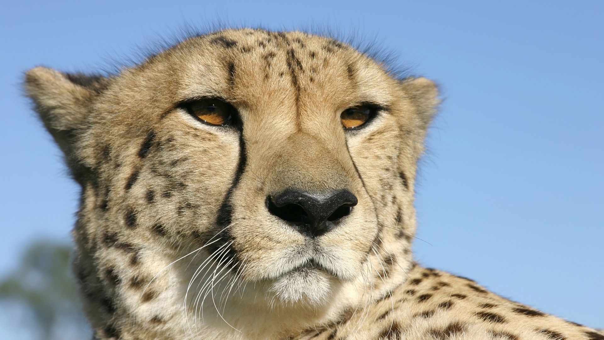 Cheetah for 1920 x 1080 HDTV 1080p resolution