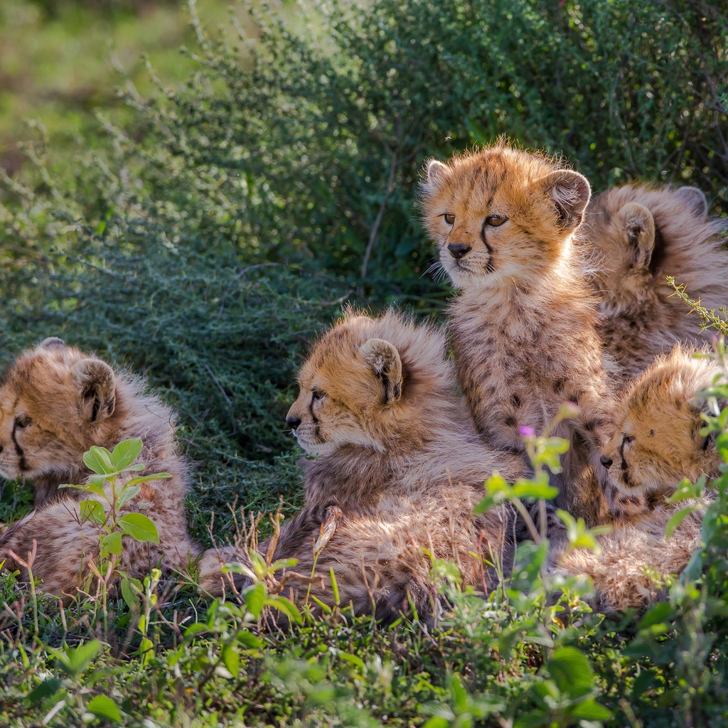 Cheetahs Cubs for 1024 x 1024 iPad resolution