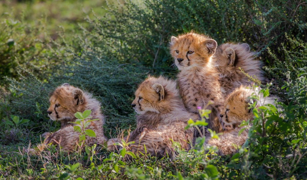 Cheetahs Cubs for 1024 x 600 widescreen resolution