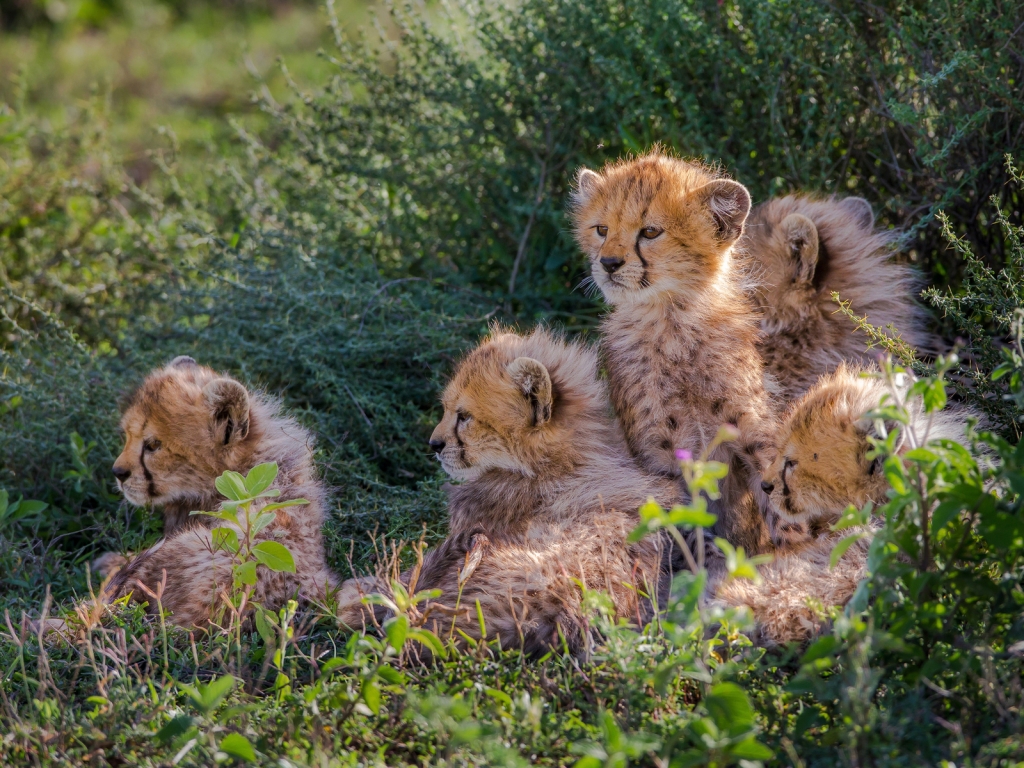 Cheetahs Cubs for 1024 x 768 resolution