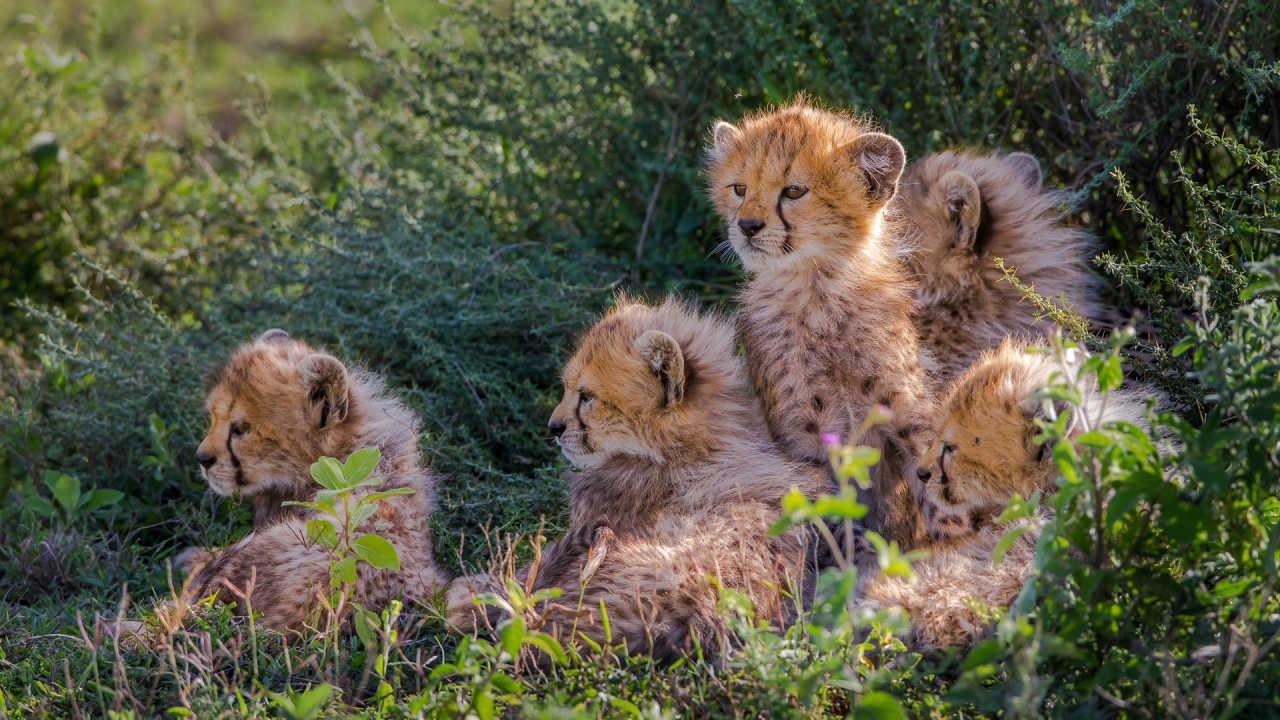 Cheetahs Cubs for 1280 x 720 HDTV 720p resolution