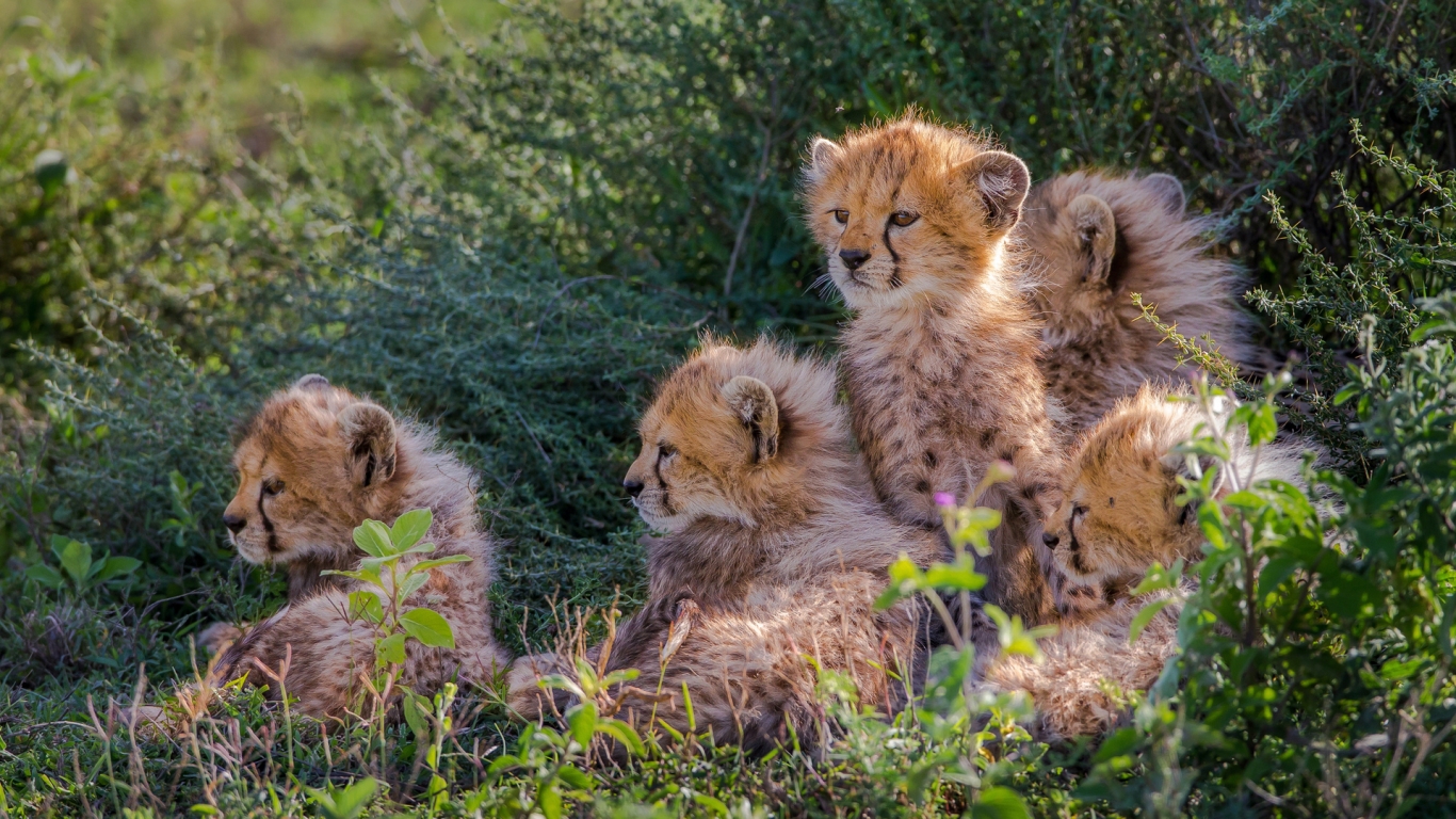 Cheetahs Cubs for 1366 x 768 HDTV resolution