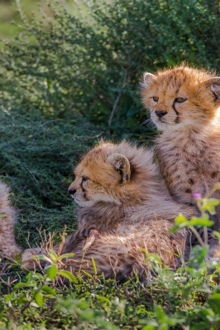 Cheetahs Cubs for 320 x 480 iPhone resolution