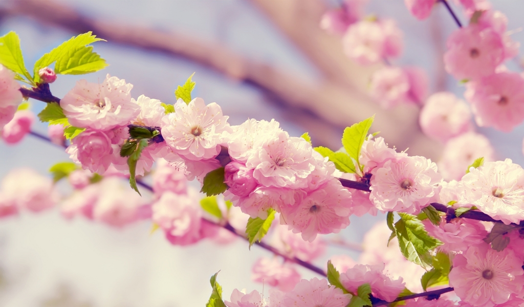 Cherries in bloom Pink for 1024 x 600 widescreen resolution