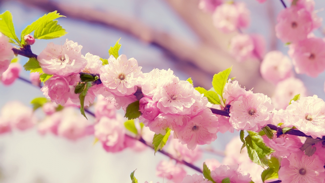 Cherries in bloom Pink for 1366 x 768 HDTV resolution