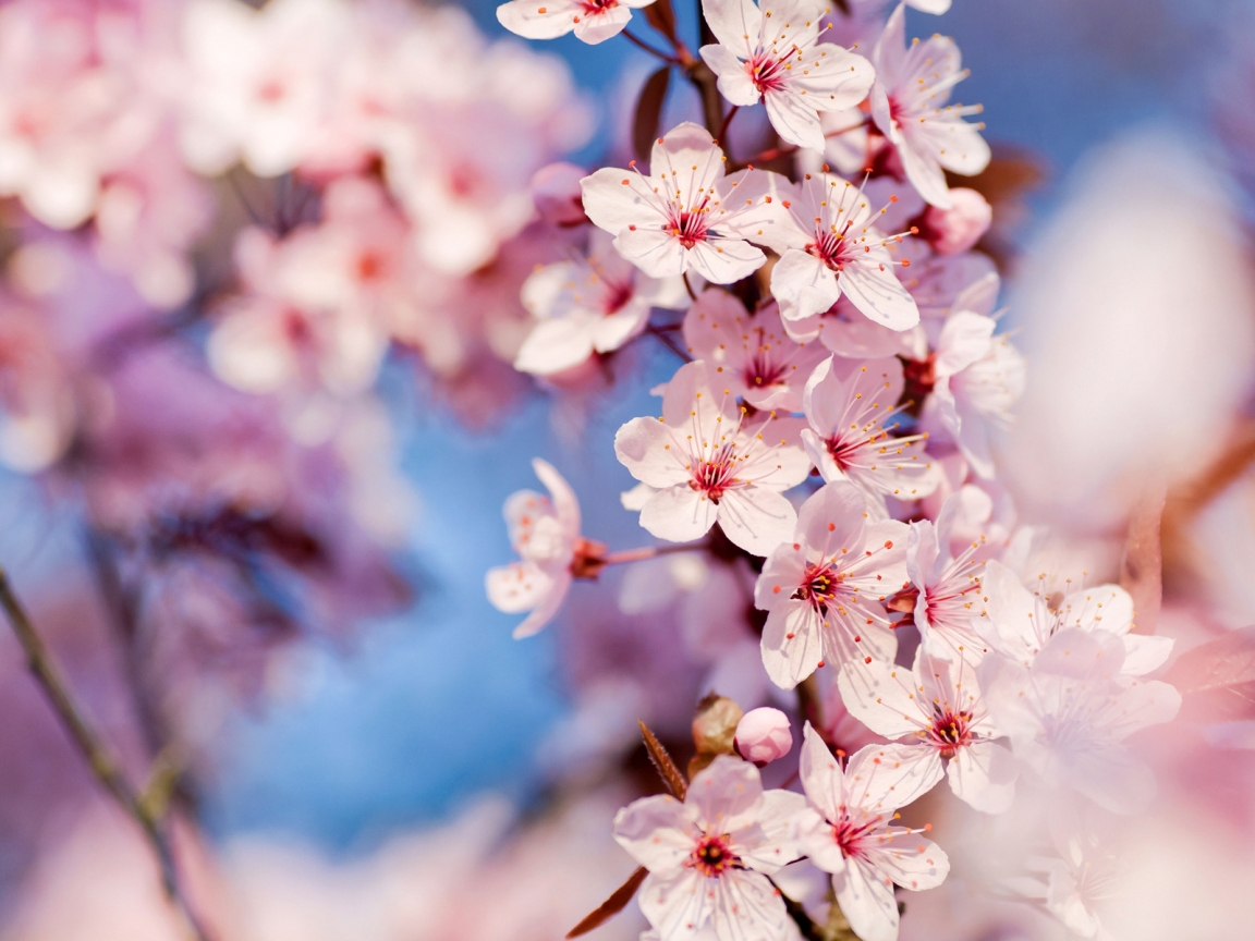 Cherry Blossoms for 1152 x 864 resolution