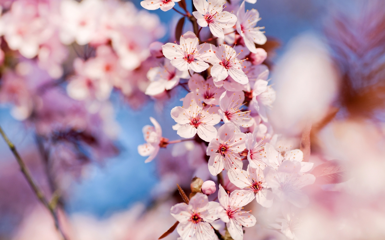Cherry Blossoms for 1280 x 800 widescreen resolution