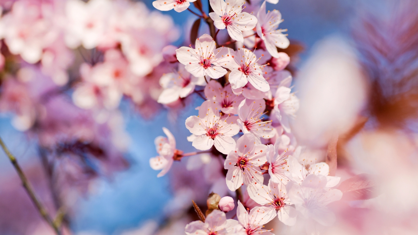 Cherry Blossoms for 1366 x 768 HDTV resolution