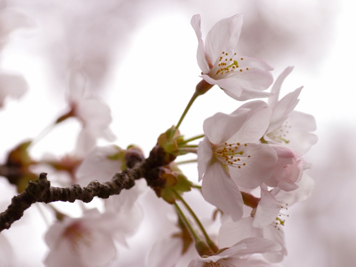 Cherry Flowers for 1152 x 864 resolution
