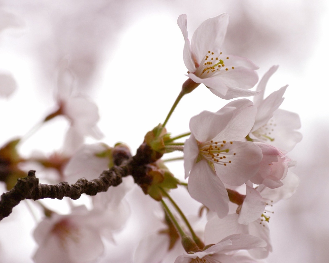 Cherry Flowers for 1280 x 1024 resolution