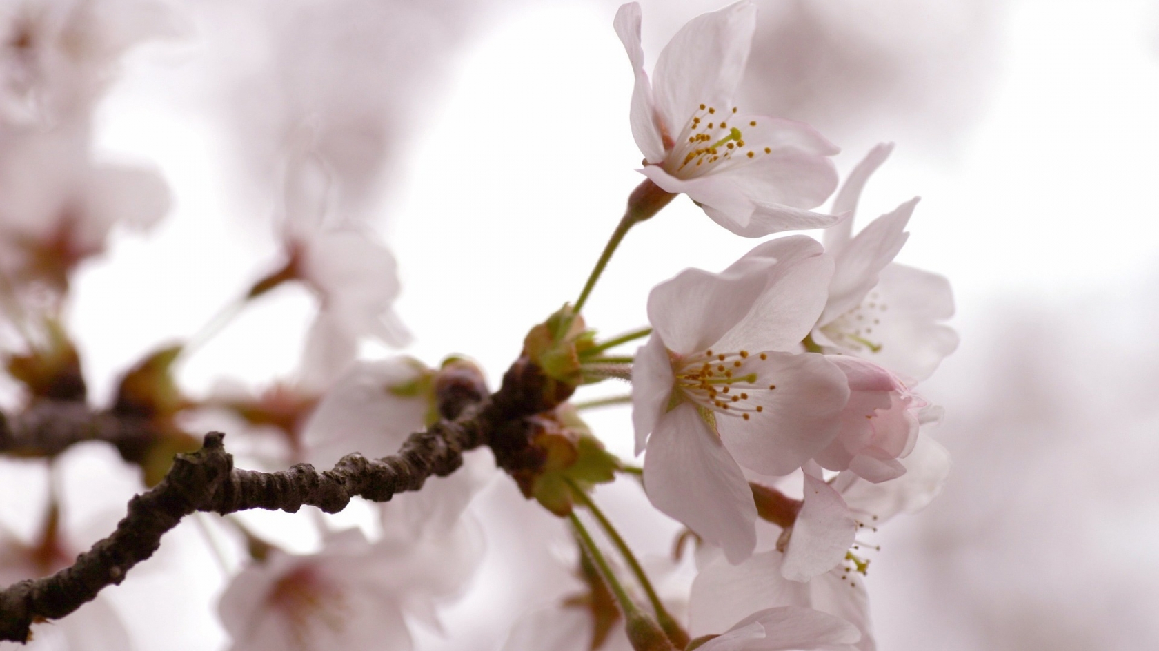 Cherry Flowers for 1680 x 945 HDTV resolution
