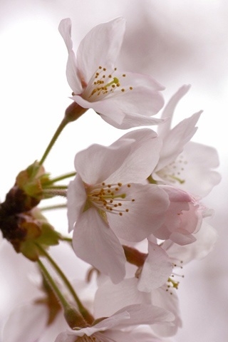 Cherry Flowers for 320 x 480 iPhone resolution