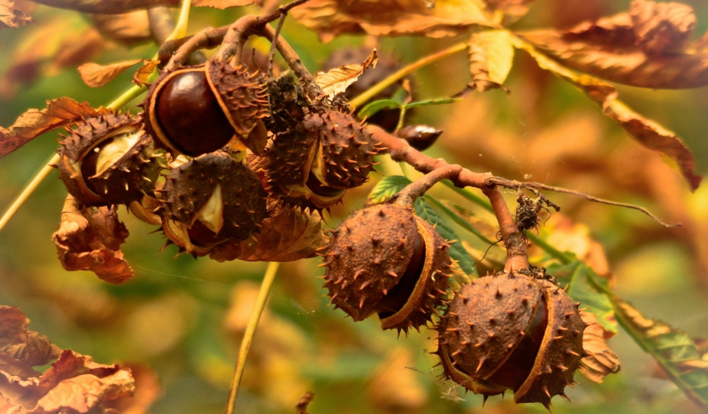Chestnuts for 1024 x 600 widescreen resolution