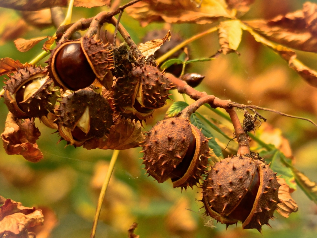 Chestnuts for 1024 x 768 resolution