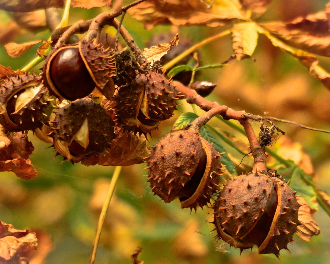 Chestnuts for 1280 x 1024 resolution